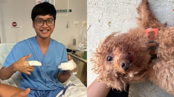 NSF Bitten 6 Times, Fractures Finger While Rescuing Poodle Hit By Car