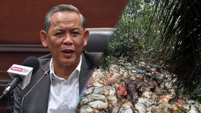 马国波德申发现百具死猪尸体  遭人丢弃私人油棕园