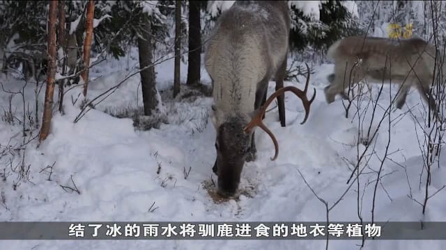 驯鹿不只是圣诞节象征 游客可在北极圈边缘了解驯鹿如何生活
