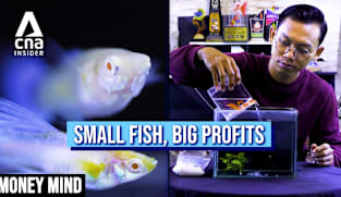 Money Mind 2026 - Small Fish, Big Profits
