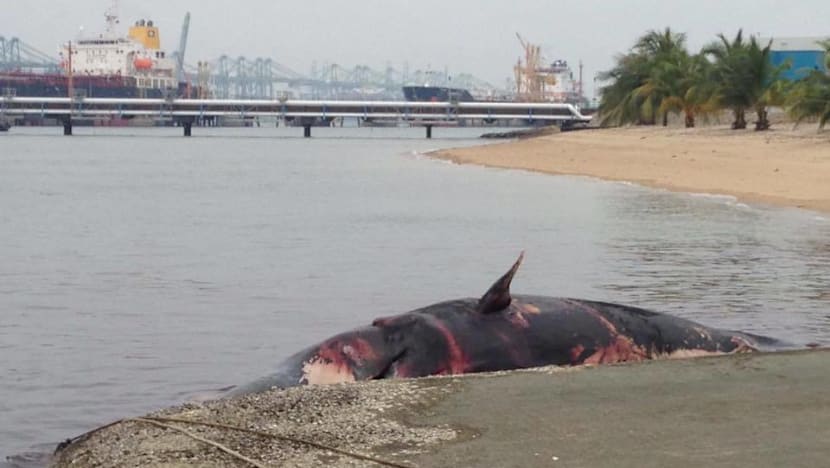 Carcass of sperm whale found near Jurong Island