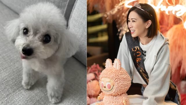 佘诗曼50岁生日前夕　陪伴13年爱犬骤逝