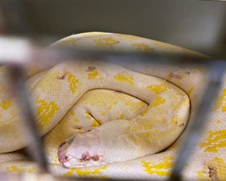 Truck driver fined S$5,000 for smuggling 2 sick pythons into Singapore through Tuas Checkpoint