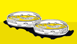 Hands on: The colony of bacteria living on your hands - an interactive