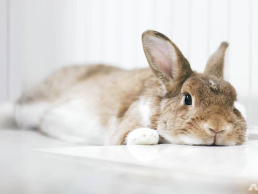 Pet shops, animal groups work to prevent abandonment cases ahead of Year of the Rabbit