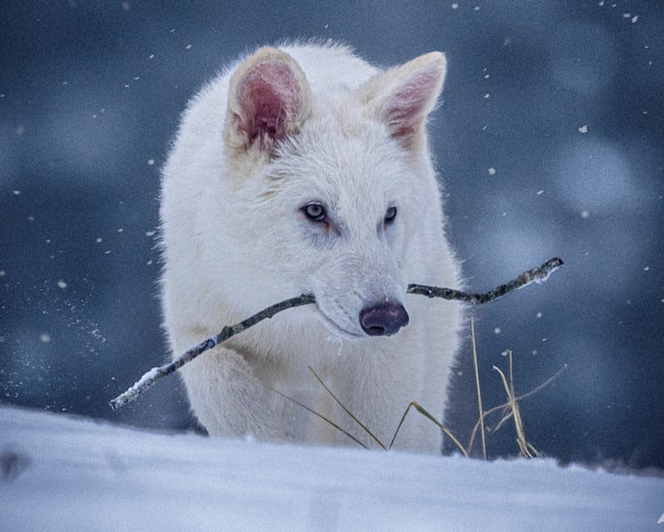 Scientists genetically engineer wolves that resemble the extinct dire wolf