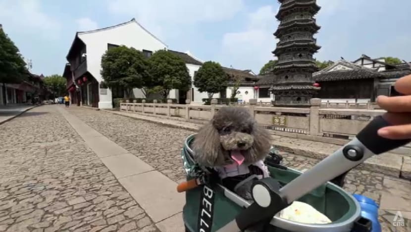 Paws on board: China expands high-speed train access for pets as ownership booms Paws on board: China expands high-speed train access for pets as ownership booms