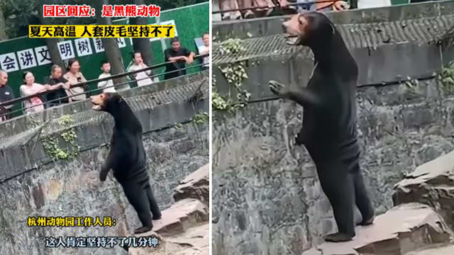 “人里人气”黑熊爆红 杭州动物园访客量增加30%