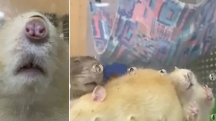 Tikus di Taman Haiwan Singapura sukar bernafas? Doktor haiwan ini jelaskan.... Tikus di Taman Haiwan Singapura sukar bernafas? Doktor haiwan ini jelaskan....