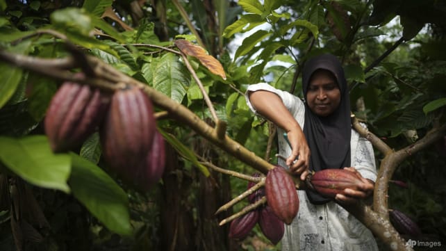Indonesia's cocoa farmers work with businesses, NGOs to fight bitter impact of climate change
