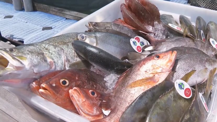 Deeper understanding of Singapore's local context needed in aquaculture push