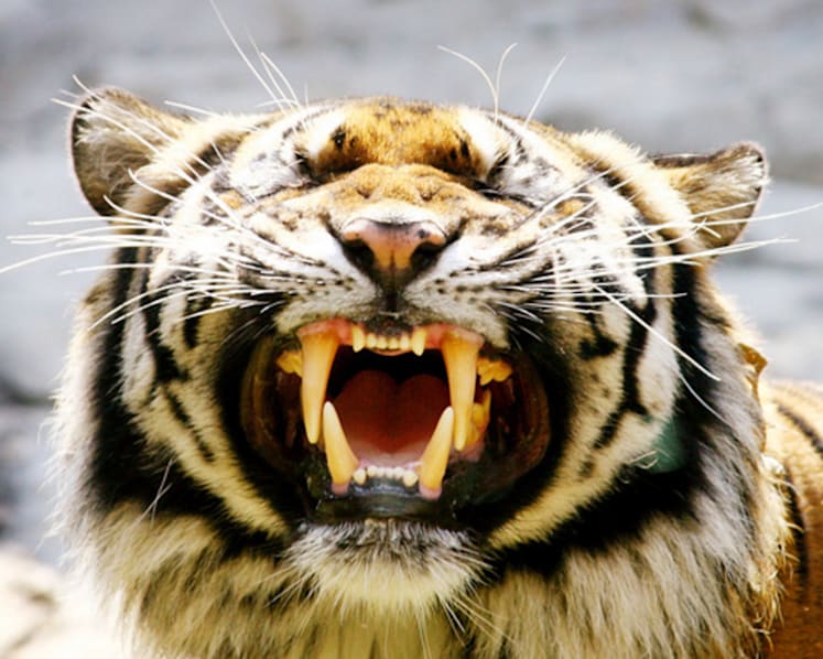 Fewer shops sell tiger parts, but online trade troubles ACRES