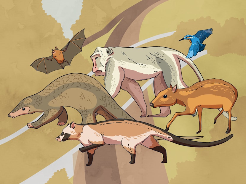 The Big Read in short: How wildlife bridges help save Singapore's endangered animals  
