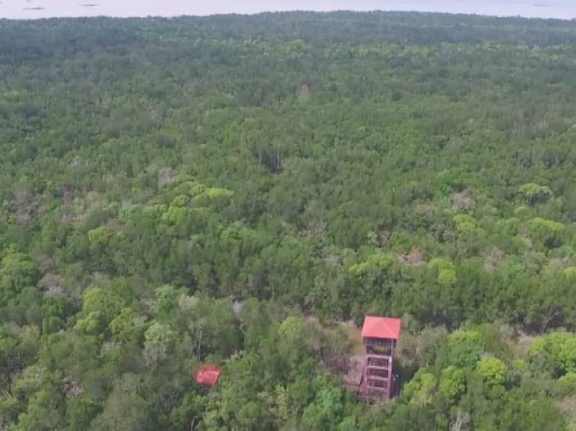 Pulau Kukup is known for its island mangroves and there are fears that now it is deemed crown land, it may be developed.