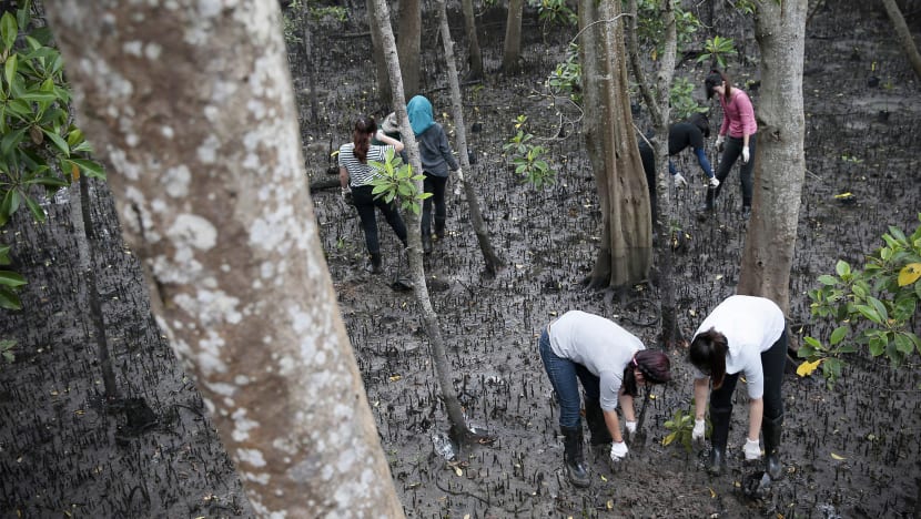 Mangrove field opens at Sungei Buloh Wetland Reserve