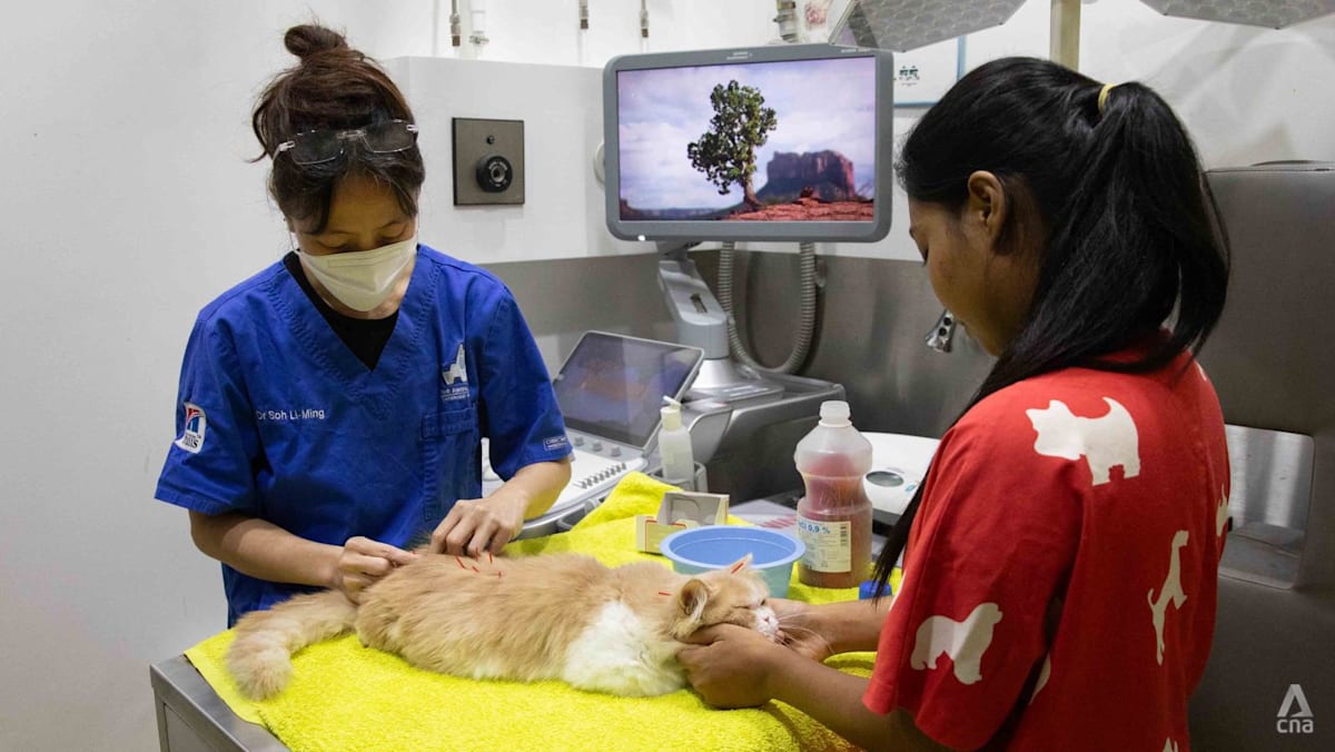 AVS to launch public consultation on proposed Bill to uplift veterinary standards
