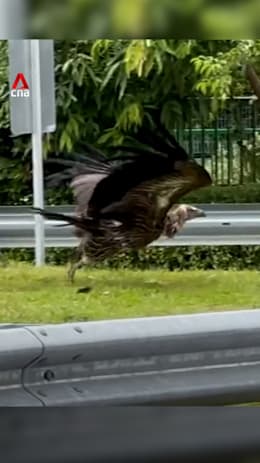Himalayan vulture spotted in Singapore, rescued after it was seen struggling to fly