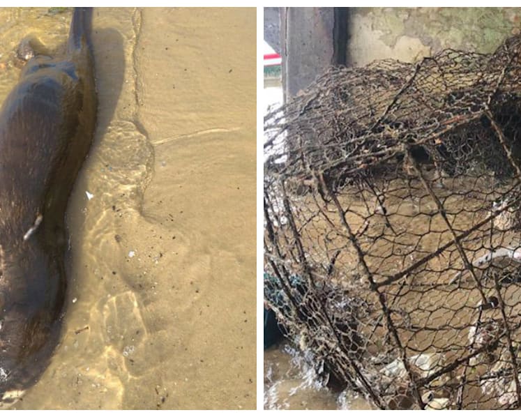 Two otters found dead at Changi Beach