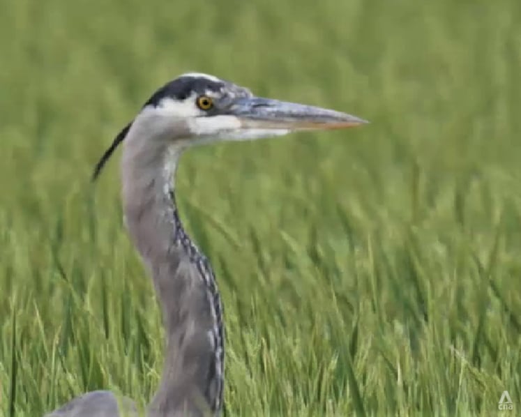 Migratory bird species in decline as flyway ecosystem dries up due to human activities
