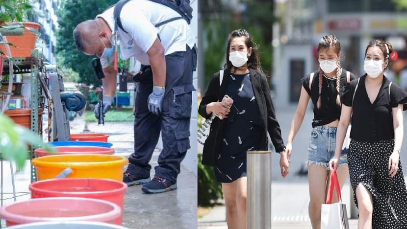Commentary: In Singapore, battling the COVID-19 threat outside and the dengue peril at home Commentary: In Singapore, battling the COVID-19 threat outside and the dengue peril at home