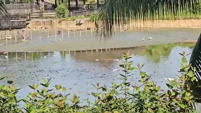 义顺鱼池出现大量死鱼 建屋局：水位异常偏低所致