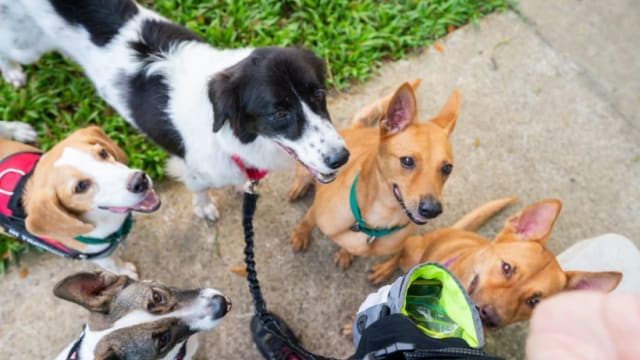狗儿训练标准工作小组制定指南 在训犬方法方面提供参考