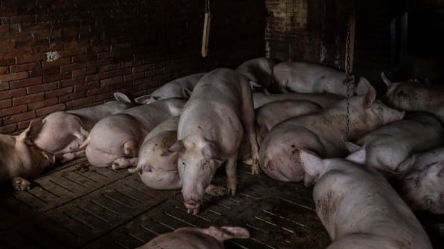 邻居两只猪闯入屋 美国七旬老妇被活活咬死啃食