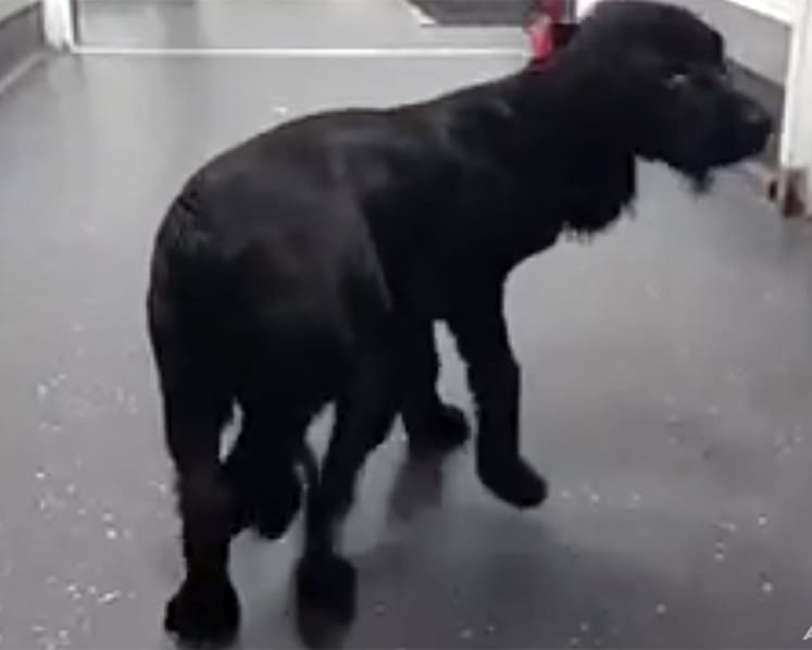 Six-legged dog undergoes surgery, adjusts to life on four paws