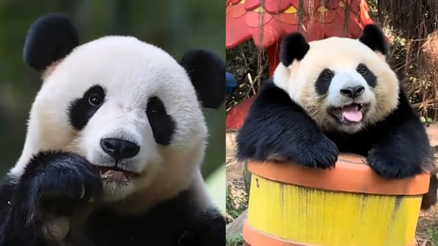 广州长隆大熊猫“家和”病逝 园区暂停开放
