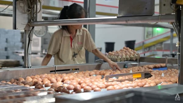 channelnewsasia.com - Natasha Ganesan - Seng Choon egg farm to move after land-use changes announced for Lim Chu Kang; four other farms affected