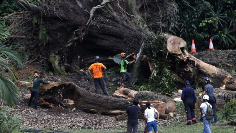 ‘I heard a loud crack, then the tree came hurtling towards me’