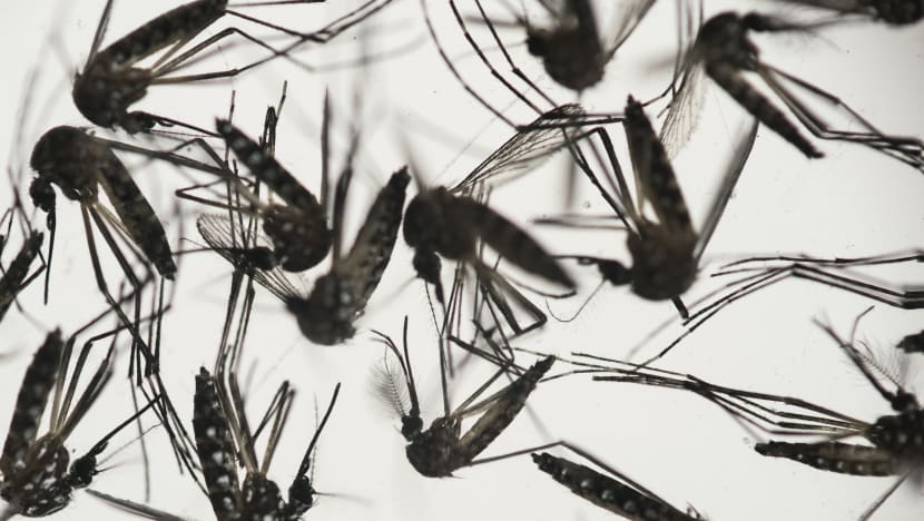 Malaysia's first Zika case: Full ministry statement