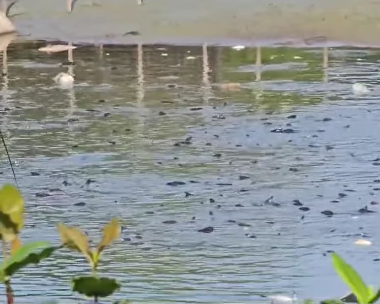 'Unusually low' water level at Yishun pond led to fish deaths, says HDB