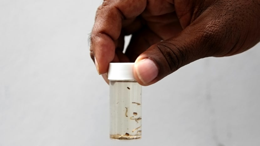 Singapore reports first Zika cluster of the year after 3 cases in Serangoon Gardens