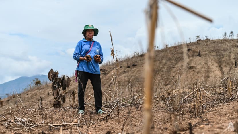 IN FOCUS: Insatiable global meat appetite leaves Thai farmland scarred, rural communities in the dust IN FOCUS: Insatiable global meat appetite leaves Thai farmland scarred, rural communities in the dust