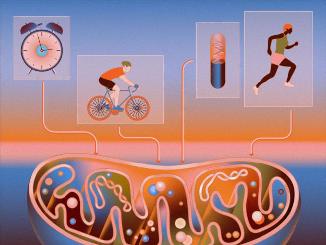 The key to ageing and longevity may be found inside our cells