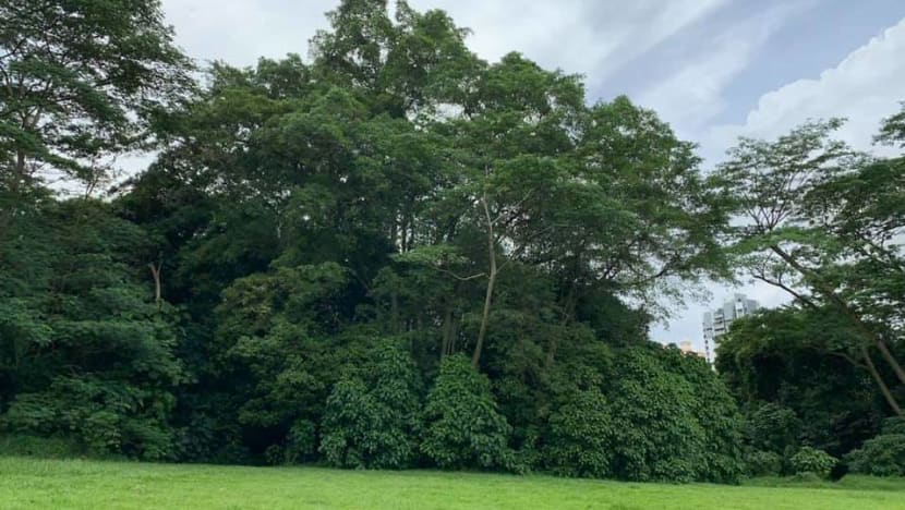 Commentary: Planting trees is a safe climate action but are its benefits inflated? Commentary: Planting trees is a safe climate action but are its benefits inflated?
