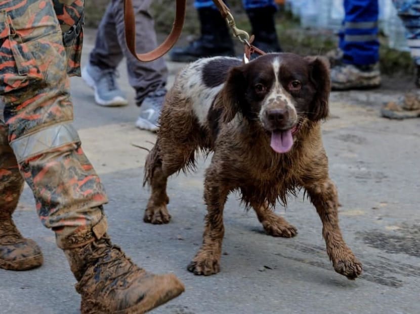 Blake, a seven-year old English Springer Spaniel brought in from the United Kingdom, has been a member of the Malaysian Fire and Rescue Department canine team since 2017. Blake, a seven-year old English Springer Spaniel brought in from the United Kingdom, has been a member of the Malaysian Fire and Rescue Department canine team since 2017.