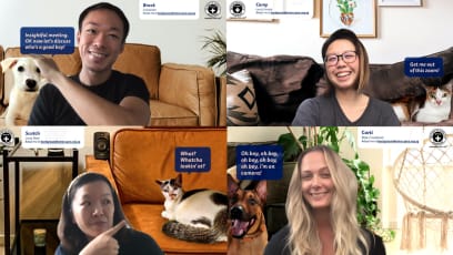 Pets Up For Adoption At SPCA Are Coming To You… On A Zoom Background