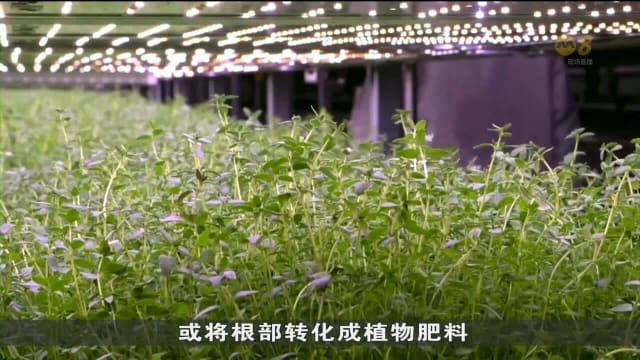 丹麦垂直农业公司研发提高农作物产量方式