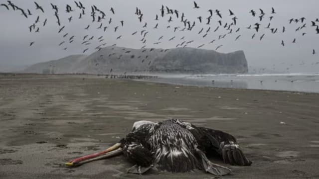 到印度旅行后确诊 两岁半童成澳洲首起人类感染禽流感病例