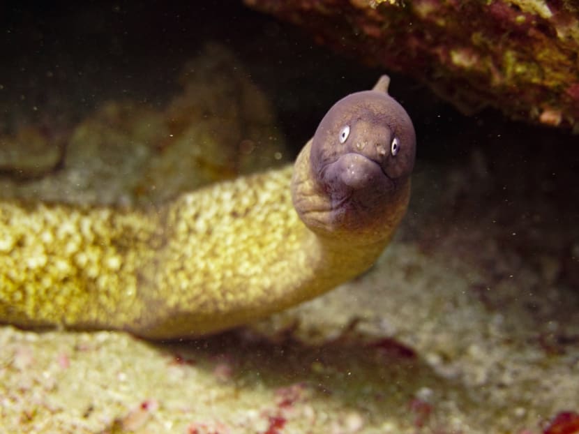 Global Times reported that the man was encouraged to try the treatment from folklore that said eel could help in bowel movement.