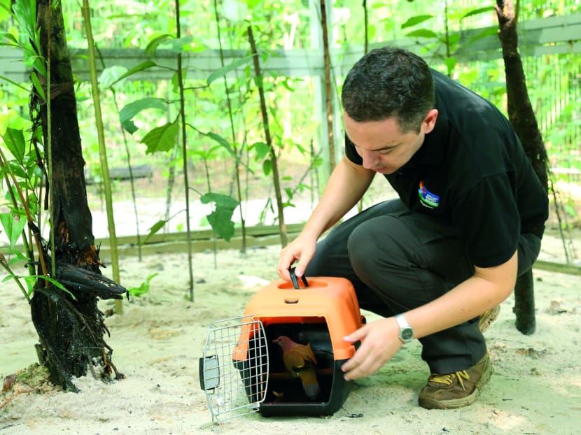 Rescued birds released into rehabilitation aviary