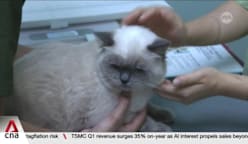 Vet group warns new rules may trigger higher costs for pet owners 