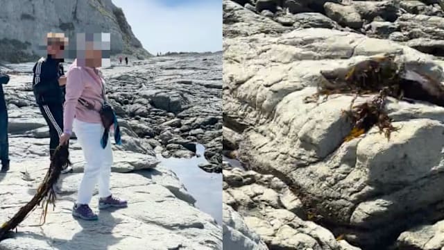 女子向海豹投掷海藻视频惹议  新西兰当局介入调查