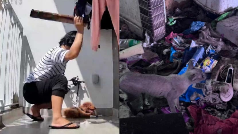 Animal cruelty and welfare cases in Singapore hit 12-year high: SPCA