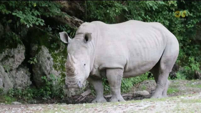 奥地利动物园管理员遭犀牛攻击 酿一死一伤