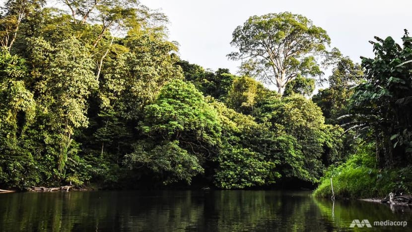 ‘Sustainable and profitable’: Eco-tourism opens opportunities in Brunei jungle