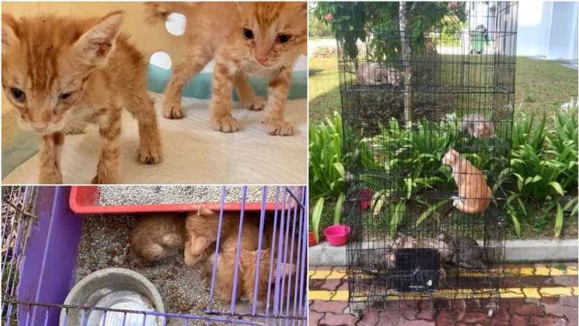 Man jailed, fined S$4,000 for abandoning 16 cats in Punggol, selling contraband cigarettes