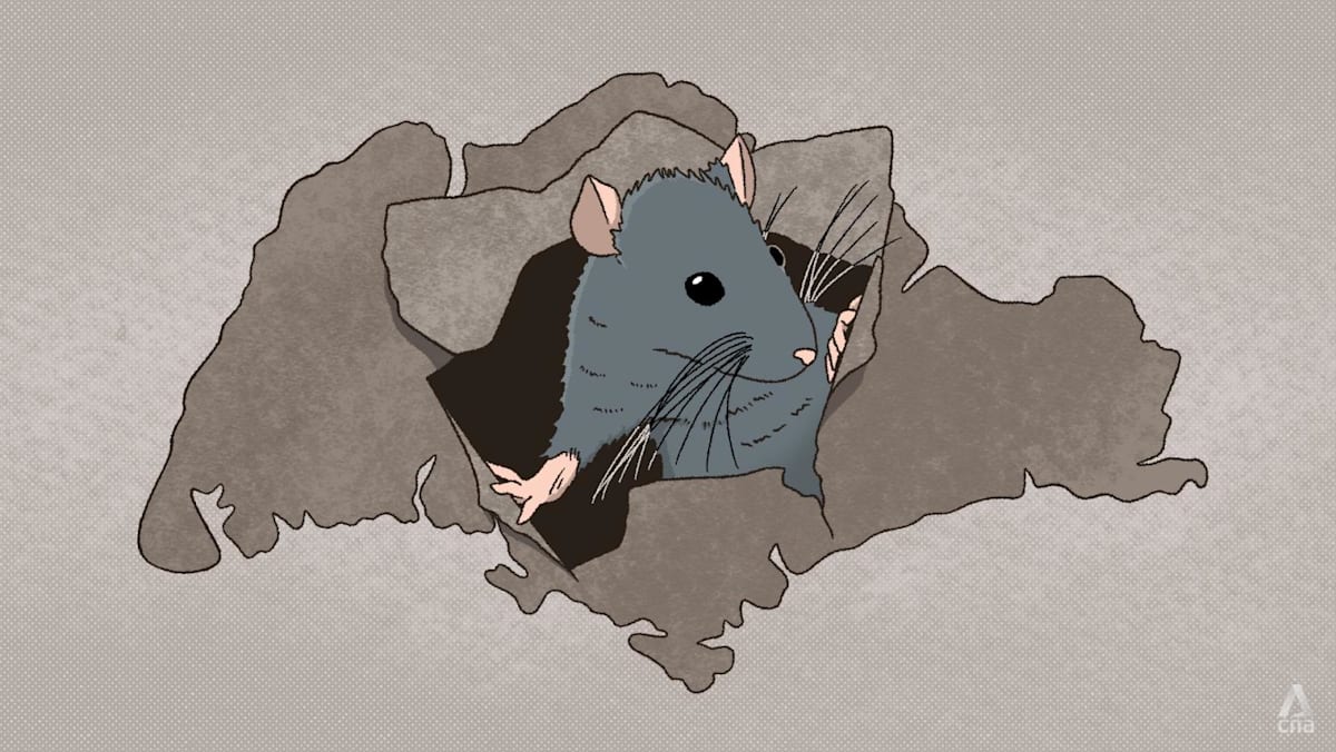 Scurring Rats Rats! These tiny, scurrying rodents in Singapore can cause greater harm ...